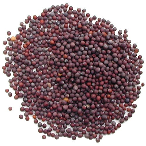 Black Mustard Seed – Gourmet & Vegan Indian Spice - 8 oz
